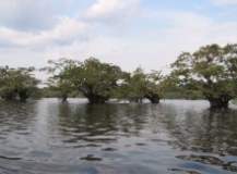 Reserva de Producción de Fauna Cuyabeno (RPFC)