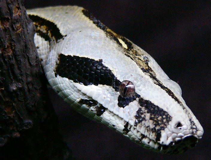 Serpiente Zoológico Amaru